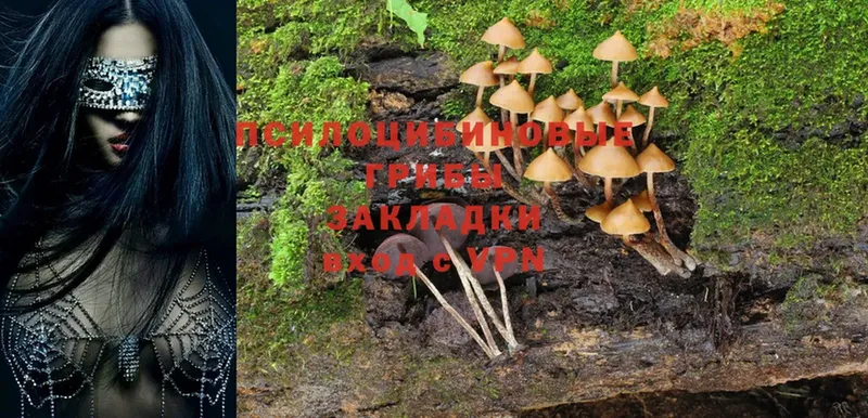 Галлюциногенные грибы Magic Shrooms  Усолье-Сибирское 