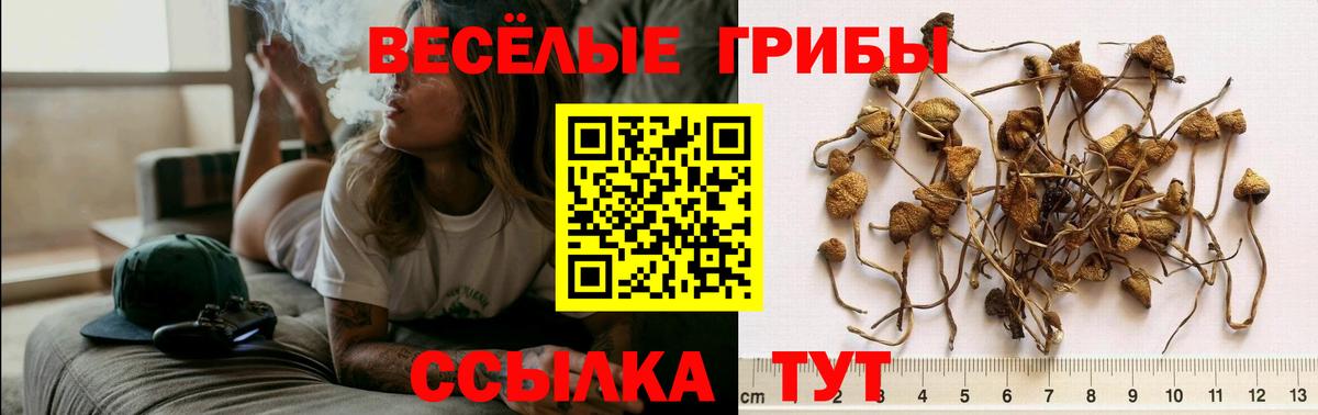 Псилоцибиновые грибы Psilocybine cubensis Усолье-Сибирское